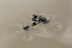 Eurymetra natalensis