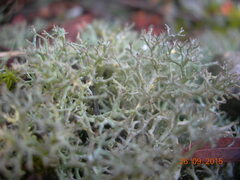 Cladonia rangiformis