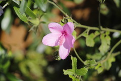 Hibiscus pedunculatus