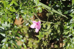 Hibiscus pedunculatus