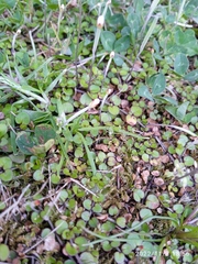 Epilobium nummulariifolium