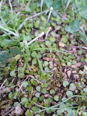 Epilobium nummulariifolium