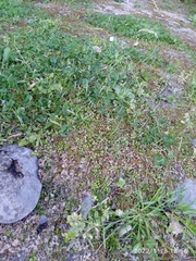 Epilobium nummulariifolium