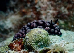 Phyllidiella pustulosa