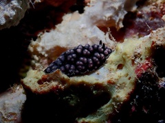 Phyllidiella pustulosa