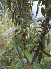 Elaeagnaceae