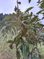 Elaeagnaceae