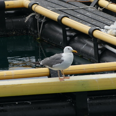 Larus argentatus mongolicus