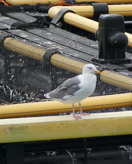 Larus argentatus mongolicus