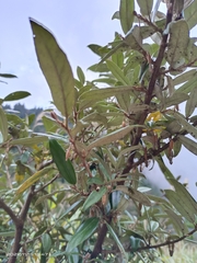 Elaeagnaceae
