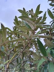 Elaeagnaceae