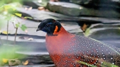 Tragopan