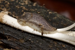 Arion fasciatus