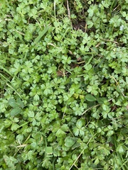Hydrocotyle tripartita