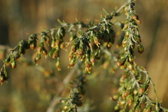 Artemisia santonicum