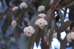 Eucalyptus marginata