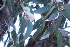 Eucalyptus marginata