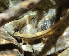 Onychodactylus koreanus