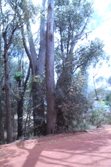 Eucalyptus marginata