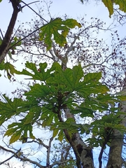 Fatsia polycarpa