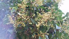 Ligustrum lucidum
