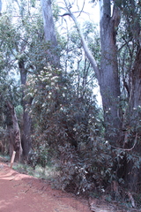 Eucalyptus marginata