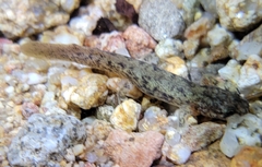 Onychodactylus koreanus