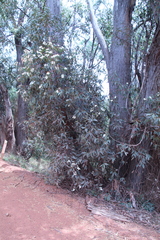 Eucalyptus marginata