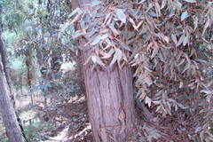 Eucalyptus marginata