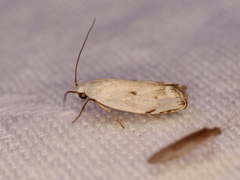 Plectophila discalis