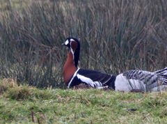 Branta ruficollis