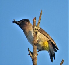 Pycnonotus barbatus layardi