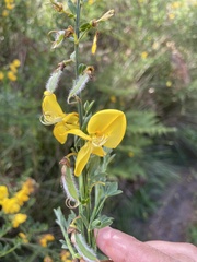 Cytisus