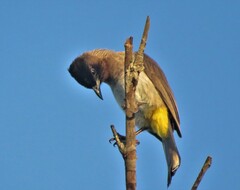 Pycnonotus barbatus layardi