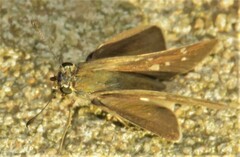 Pelopidas mathias