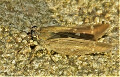 Pelopidas mathias