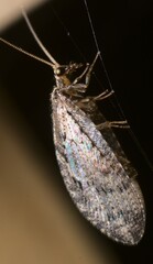 Wesmaelius subnebulosus