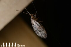 Wesmaelius subnebulosus