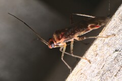 Diomocoris