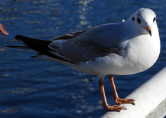 Chroicocephalus ridibundus