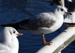 Chroicocephalus ridibundus