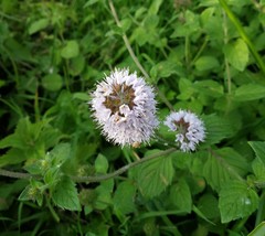 Mentha suaveolens