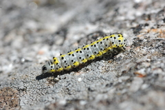 Diloba caeruleocephala