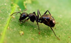 Camponotus arminius