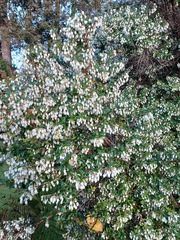 Gaultheria phillyreifolia