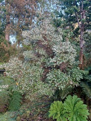 Gaultheria phillyreifolia