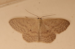Scopula optivata