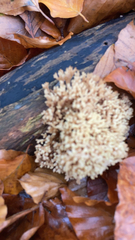 Artomyces pyxidatus