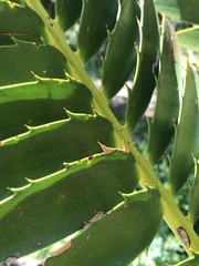 Encephalartos transvenosus