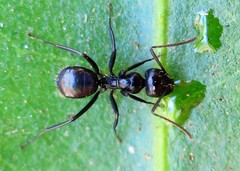 Camponotus arminius